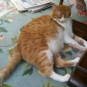 Meet your Posher, Abby